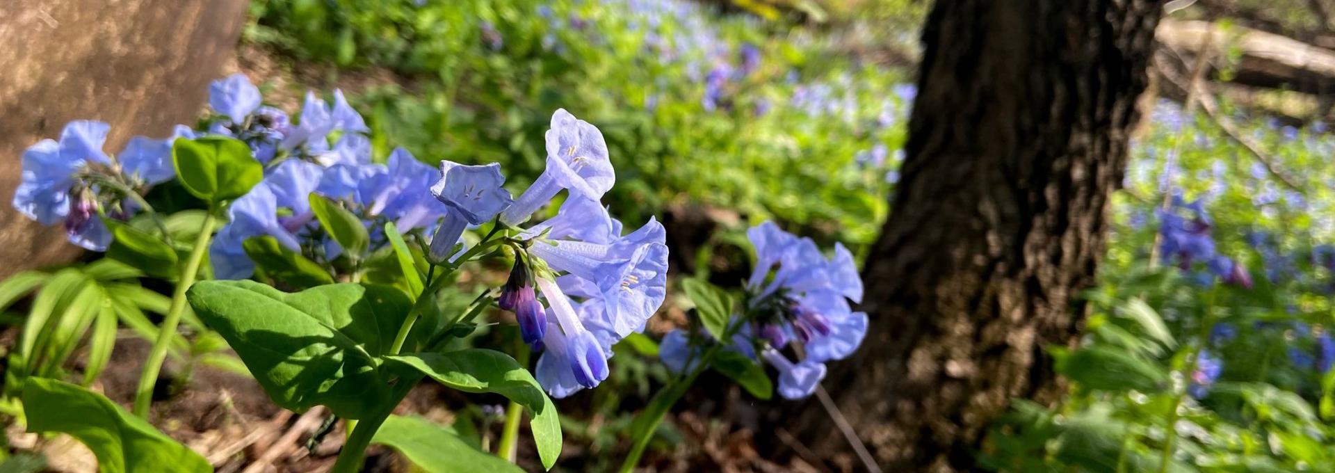 Image of blue bell flowers