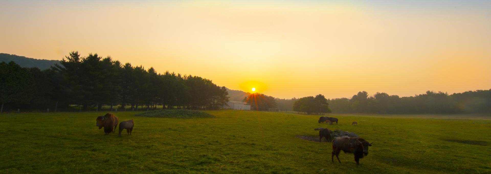 Bison in sunset