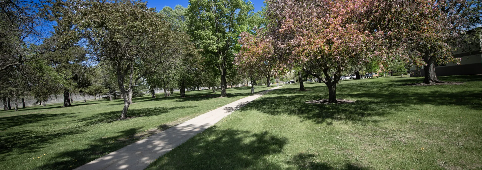 Spring trees