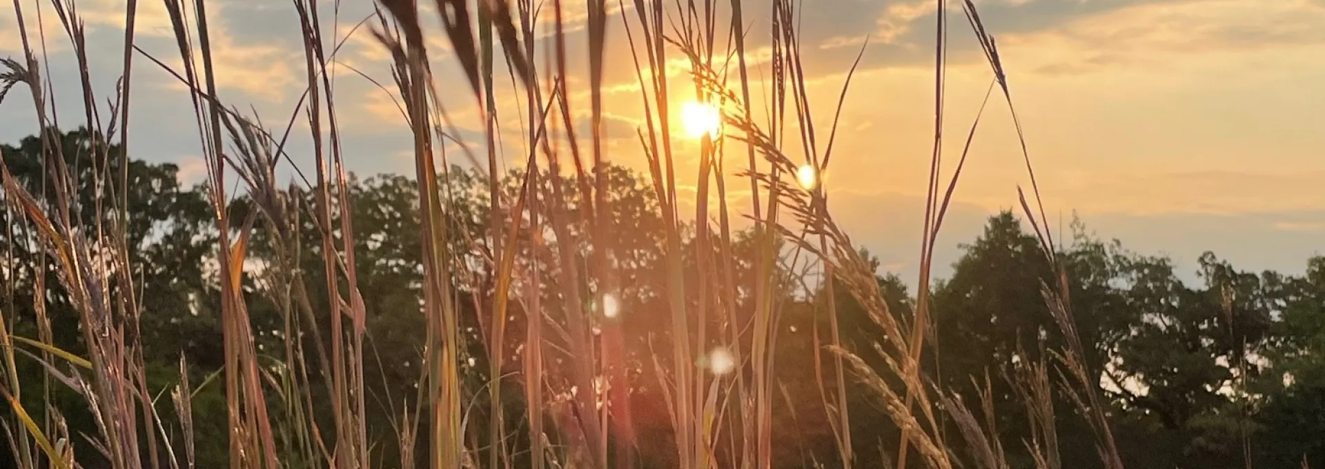 Prairie grass at Chesterwoods