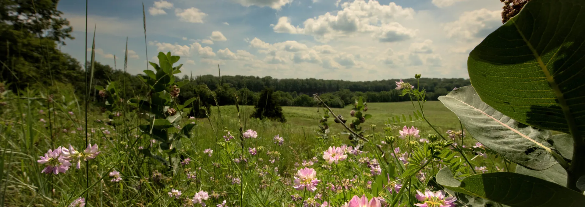 Flowers and sky