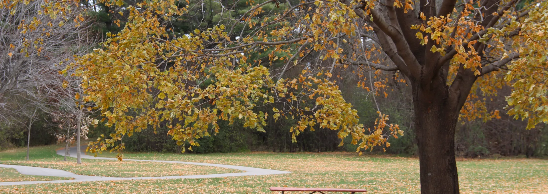 Park and fall trees