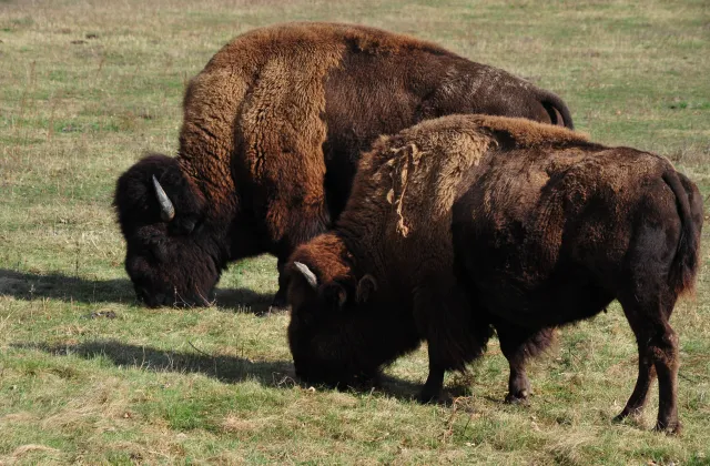 Parks and Trails programs