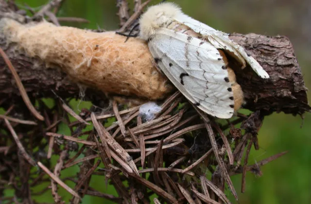 Spongy moth insect management proposed in Olmsted County