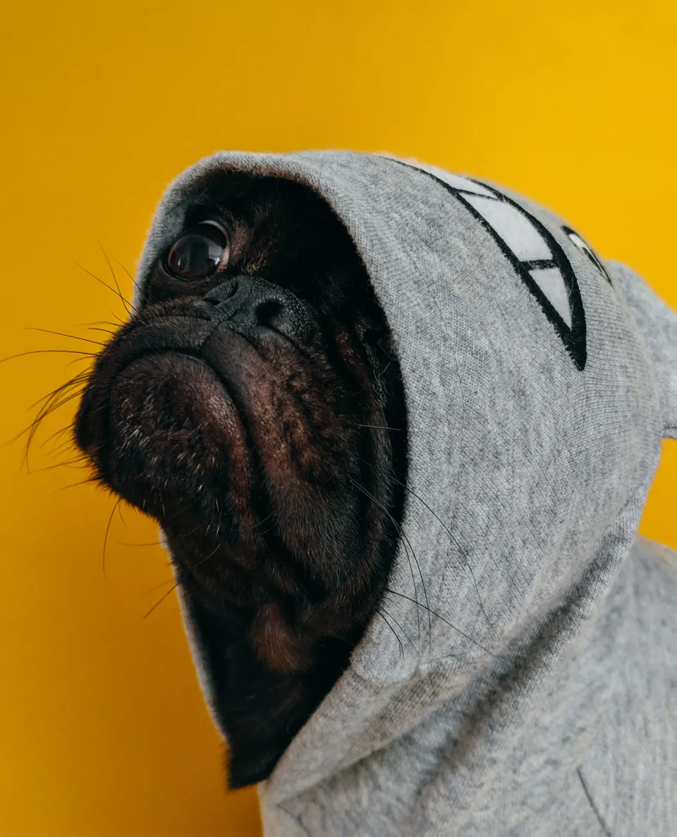 Pet costumes now available