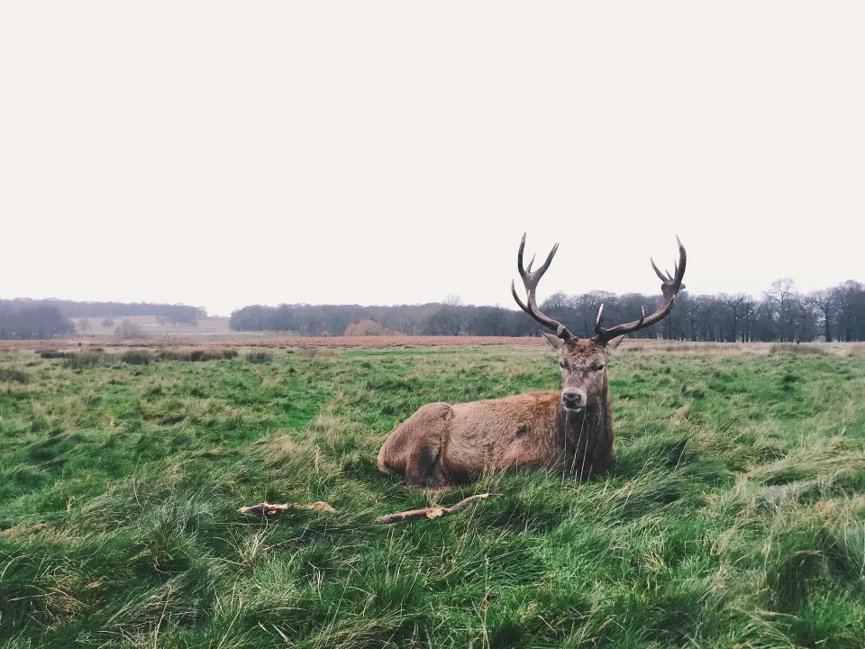 deer in field