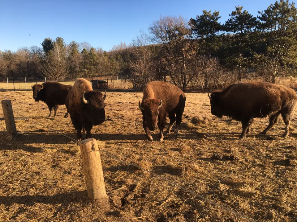 Zollman Zoo joins Minnesota's Bison Conservation Herd partnership with DNR, MN Zoo