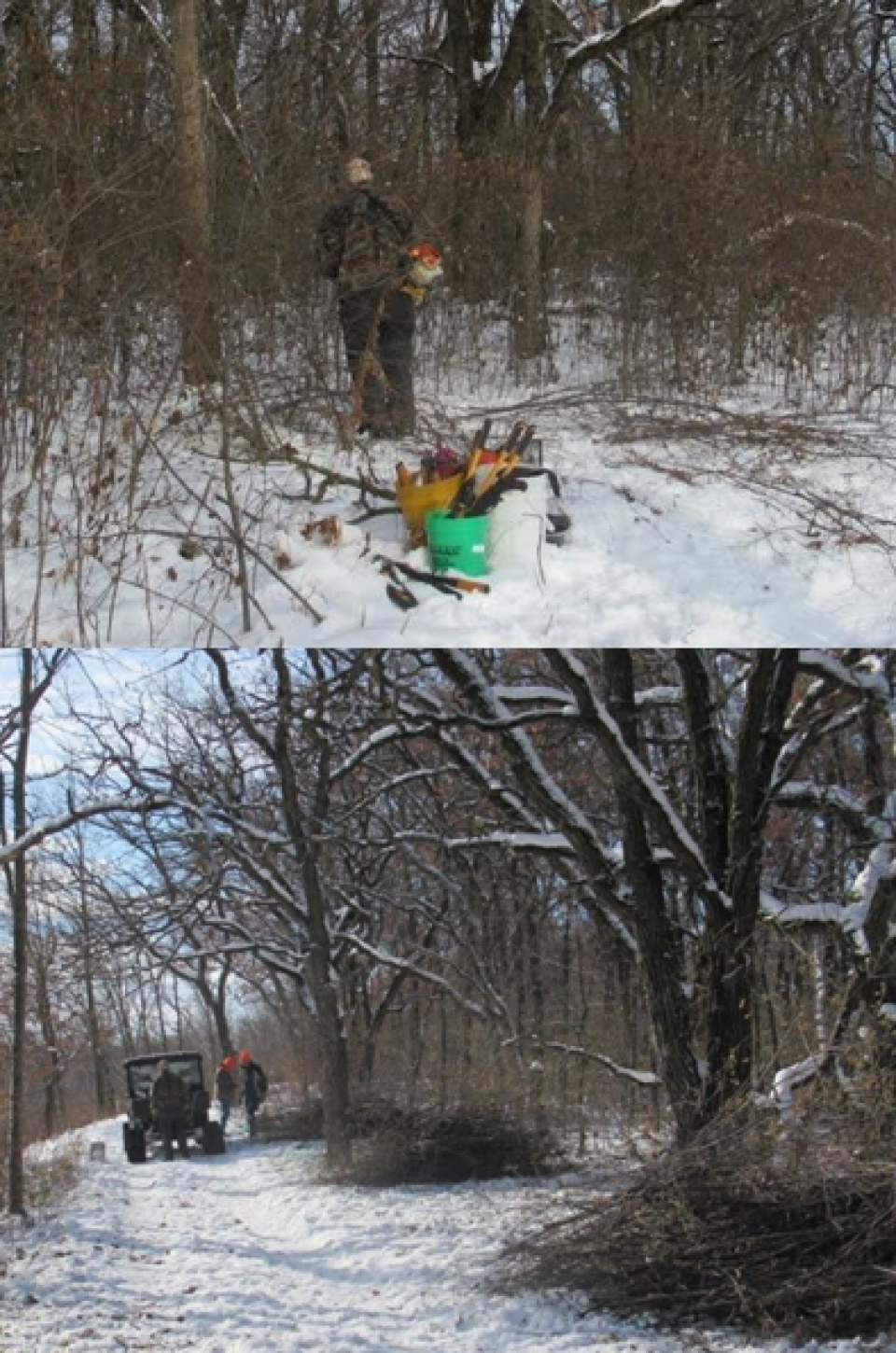 Two photos of buckthorn management