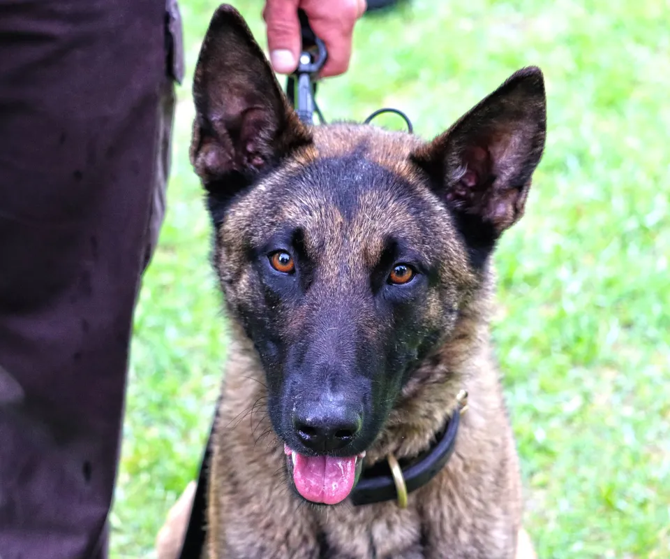 Deputy Nick Heimer and his partner K9 Ranger K9 Graduation