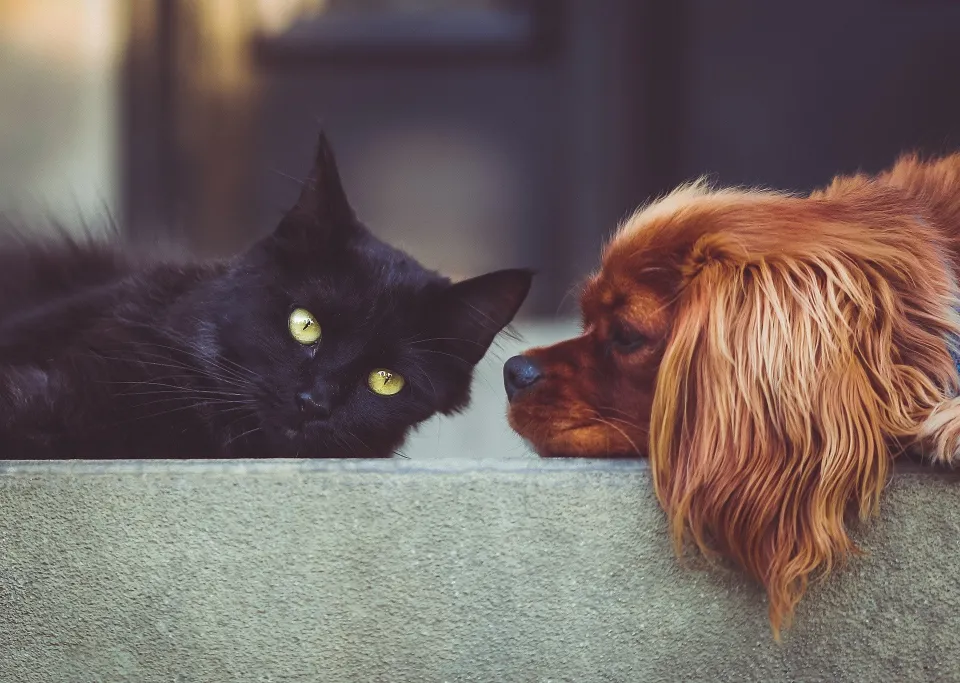 Olmsted County hosting rabies clinics in August