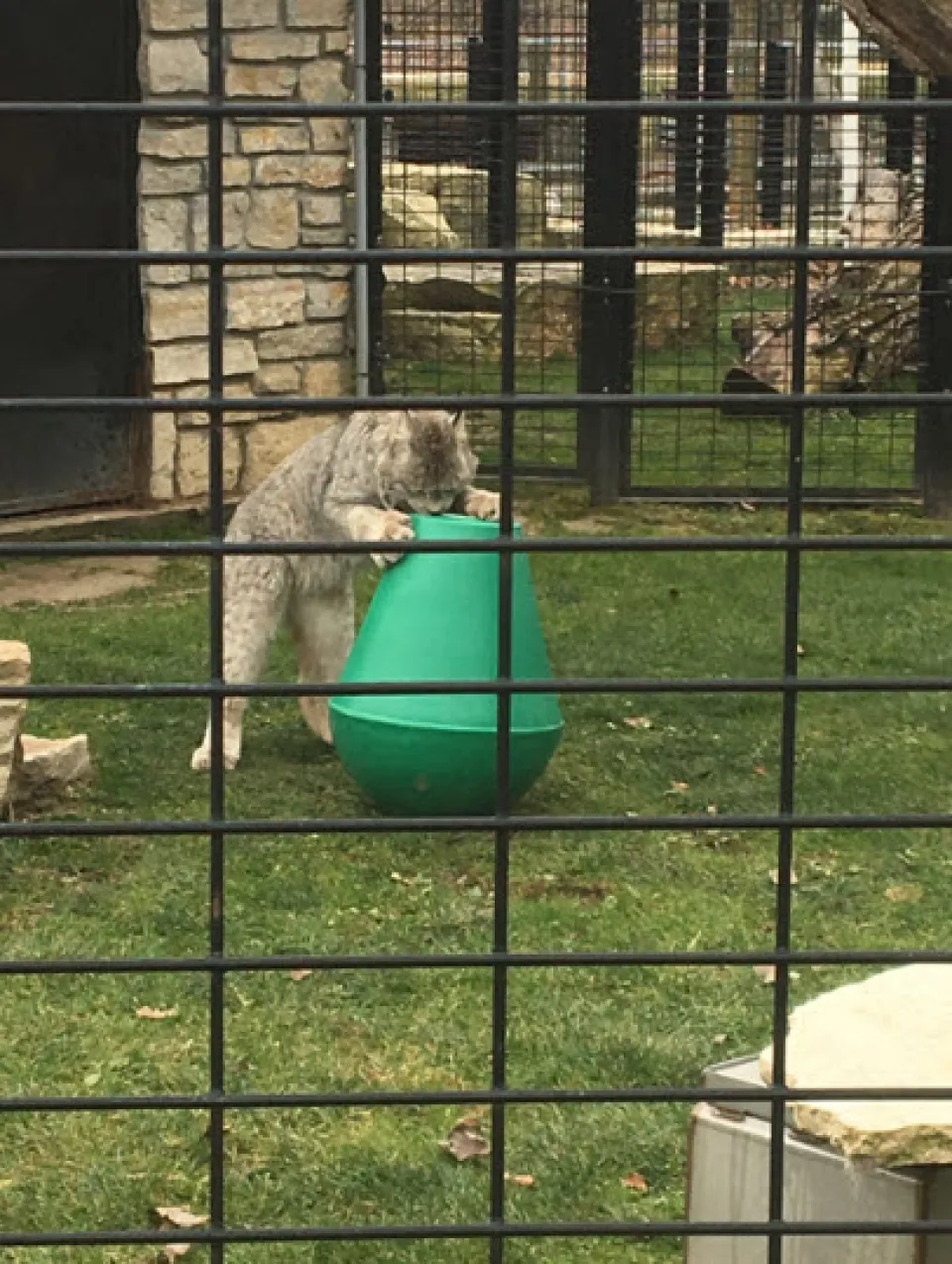 Bobcat at Oxbow Park
