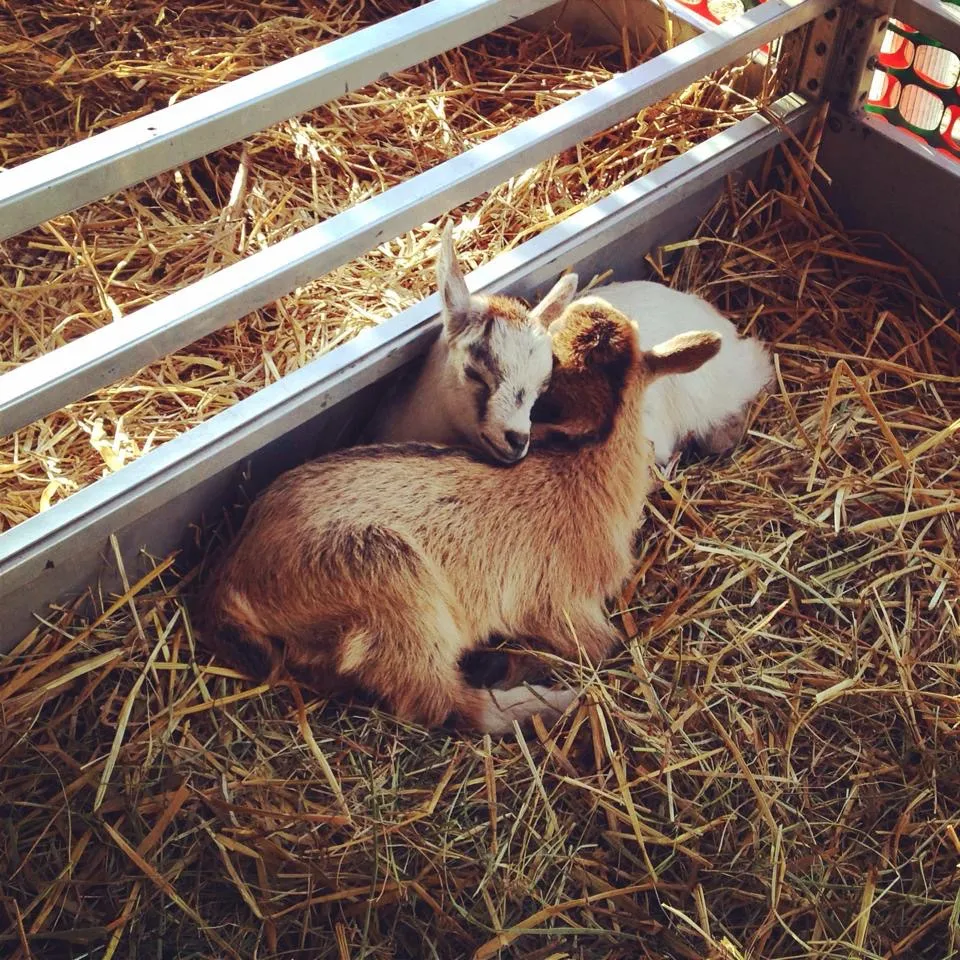 Stay healthy at the Olmsted County Fair