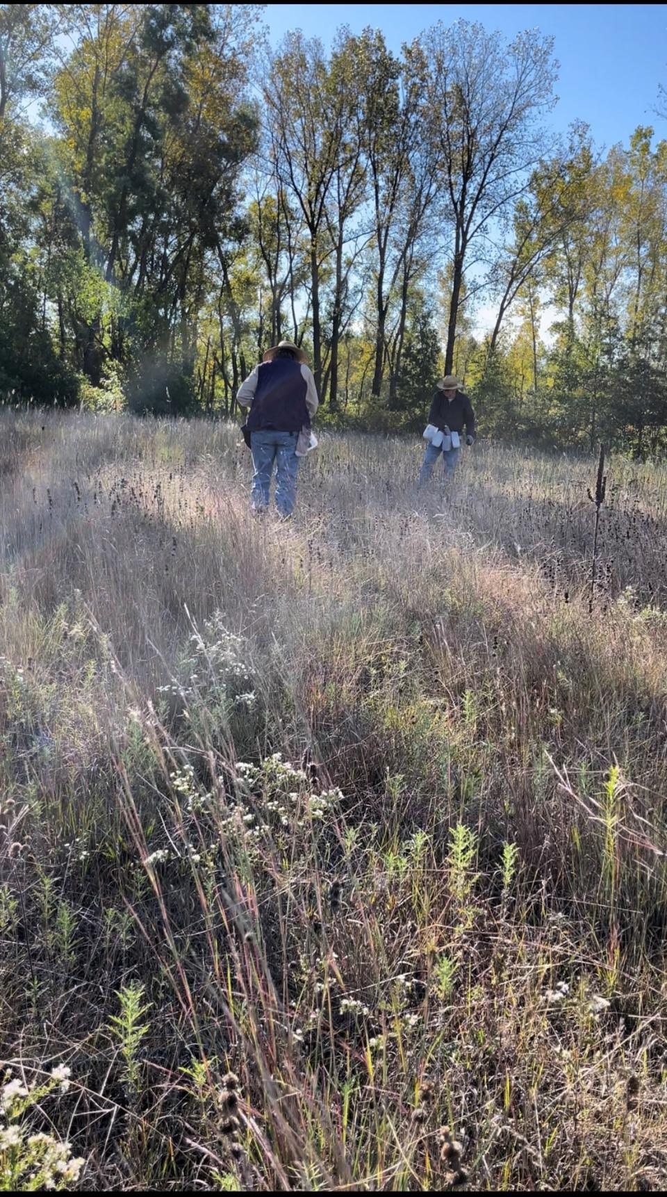 Park Staff Collecting Prairie Seed