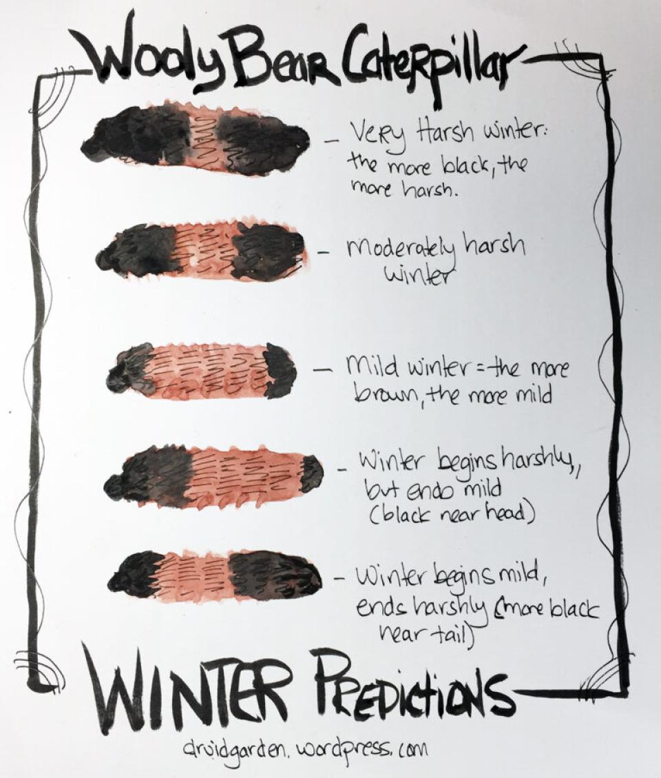 Woolly Bear Graphic