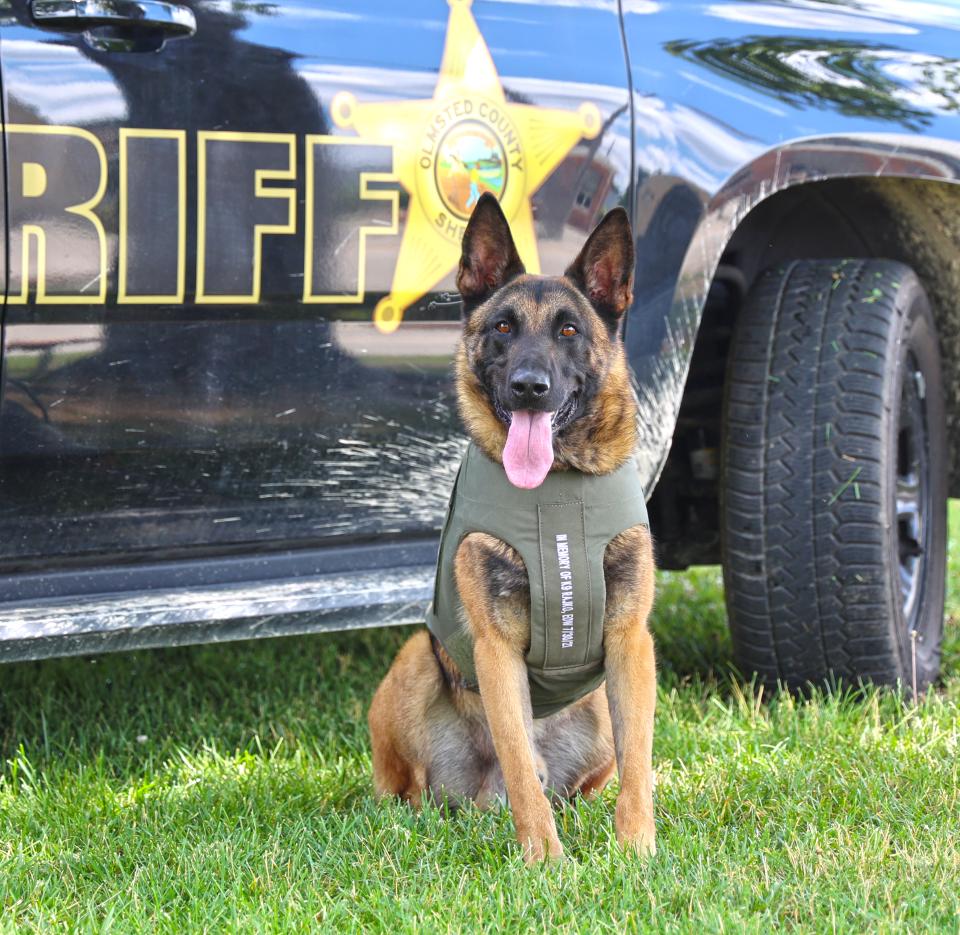 Olmsted County Sheriff’s Office K9 Dies Following Medical Incident