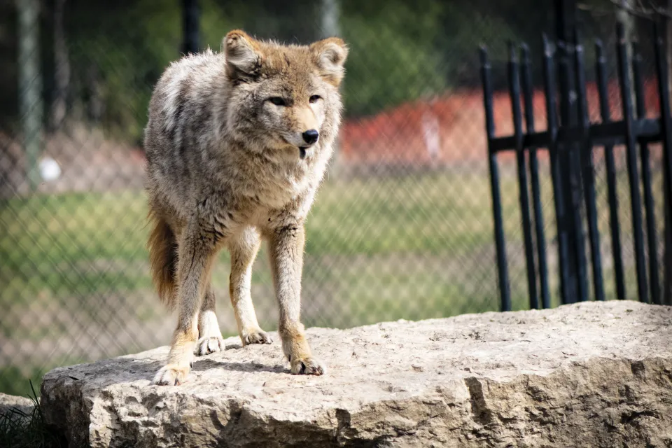 Coyote at Zollman Zoo