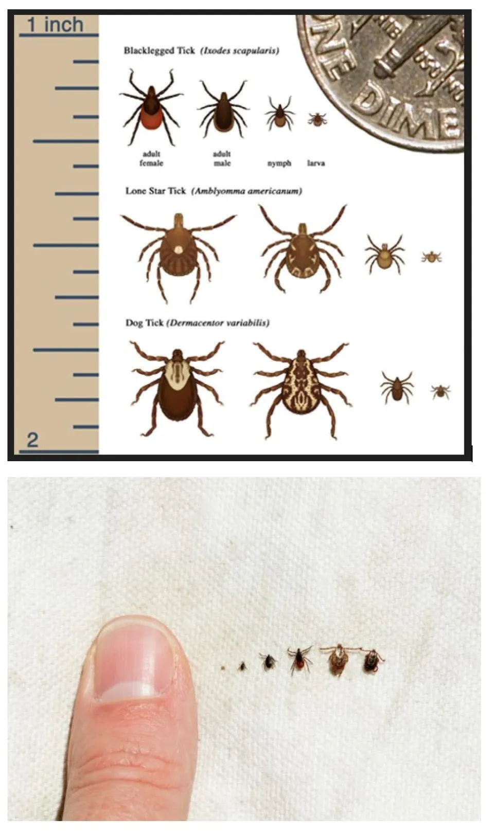 ticks
