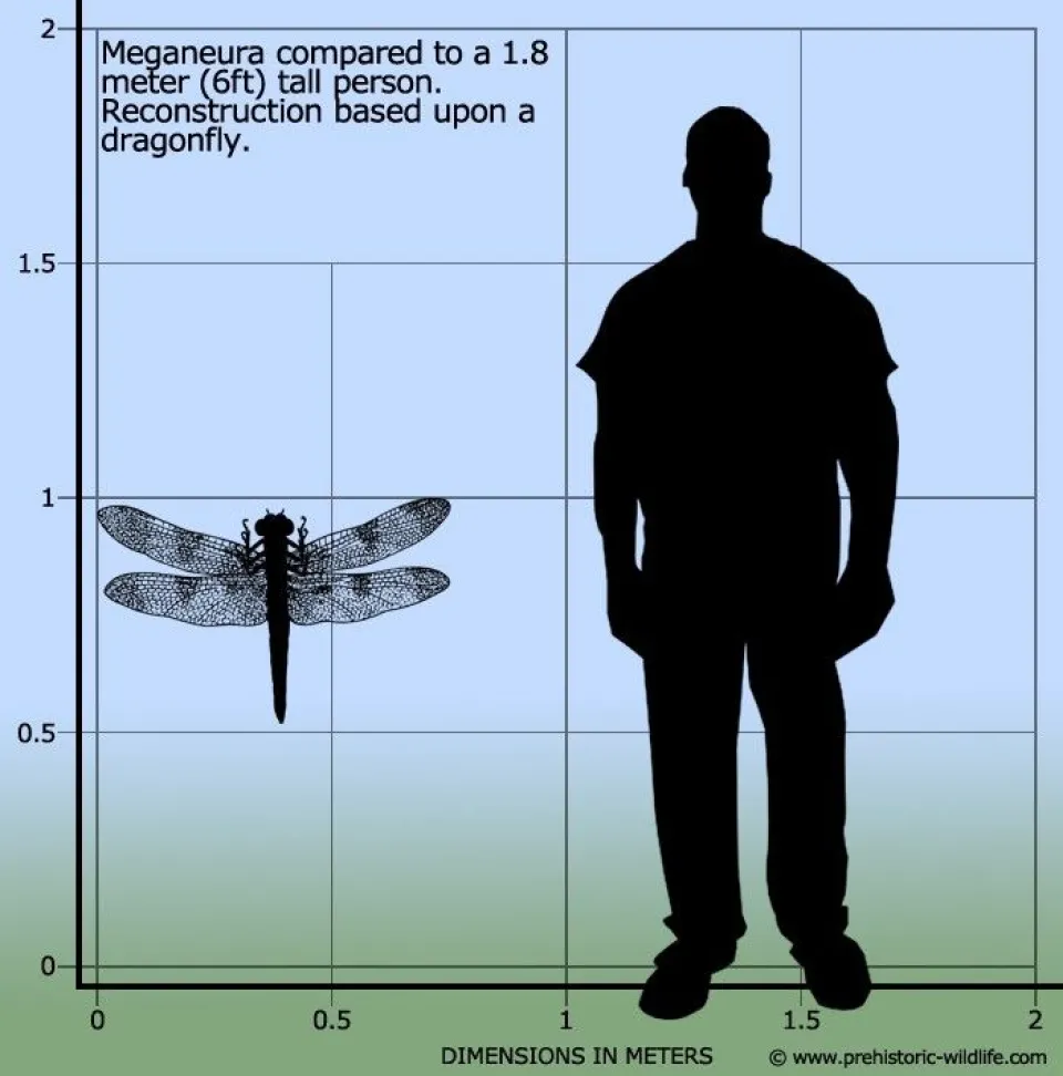 insects and oxygen and human scale