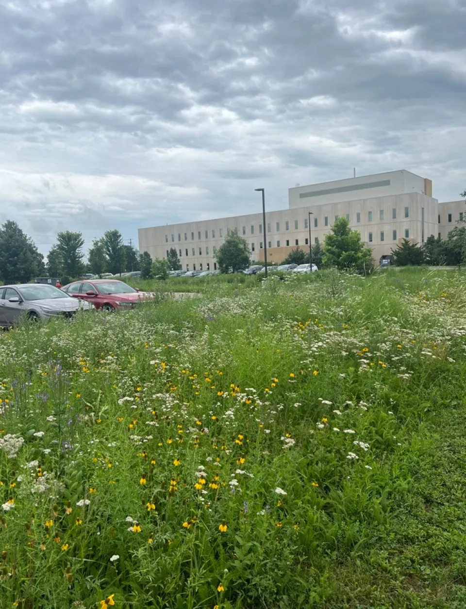 Long grass at Olmsted County Campus