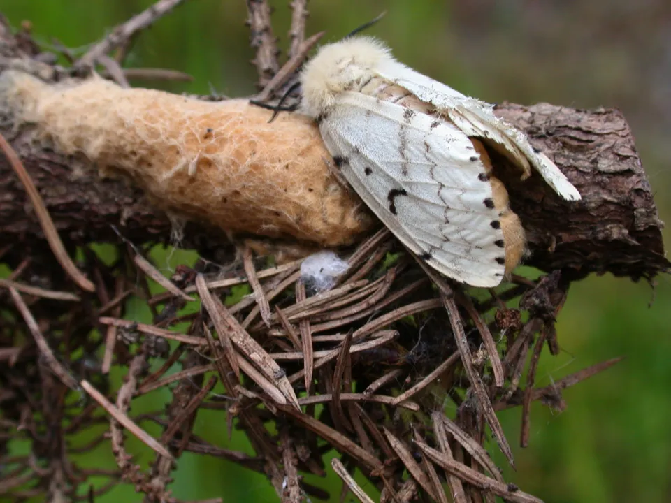 Spongy moth insect management proposed in Olmsted County