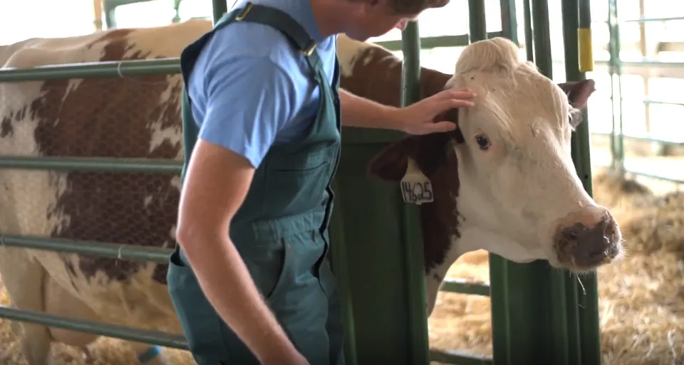 Person working with cow at Olmsted County fair