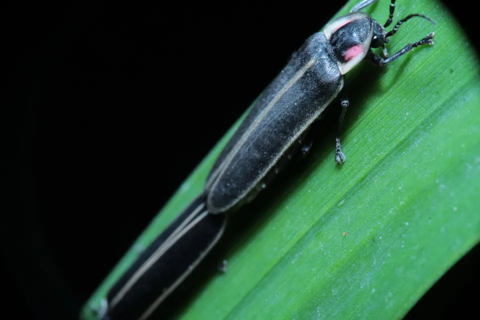 Firefly on a leaf