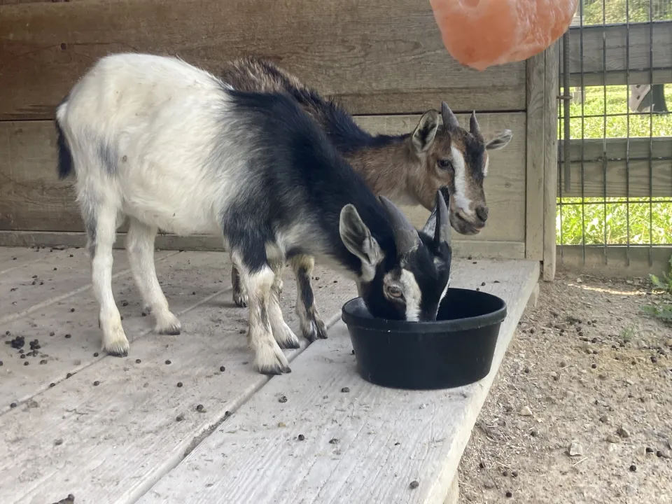 new goats at Oxbow park