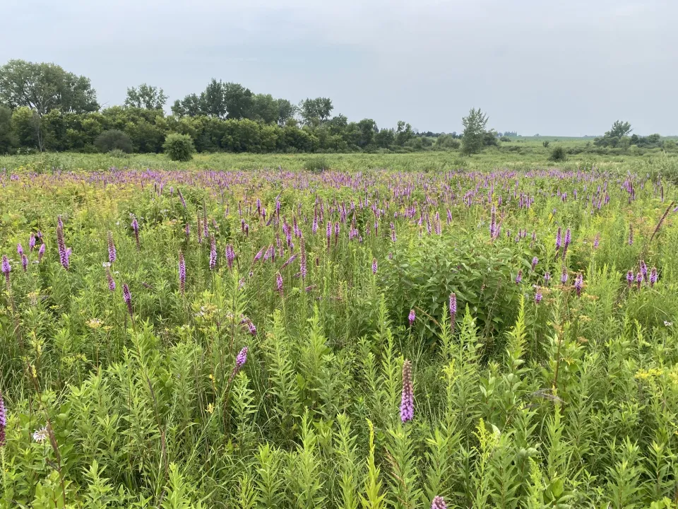 Celebrate 75 years of Minnesota wildlife management areas at August 20 Rock Dell WMA open house
