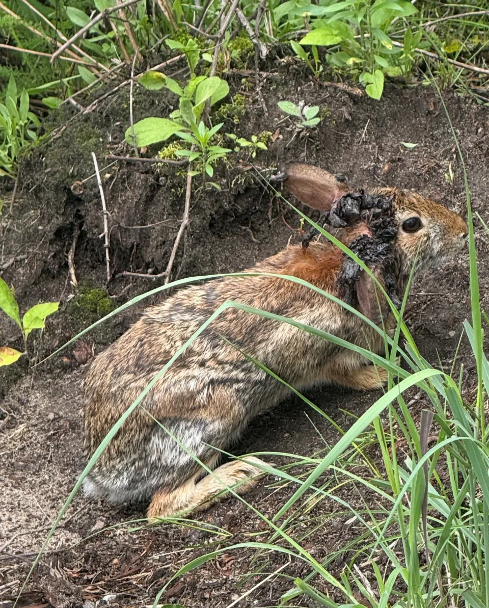 rabbit with Shope Papilloma Virus