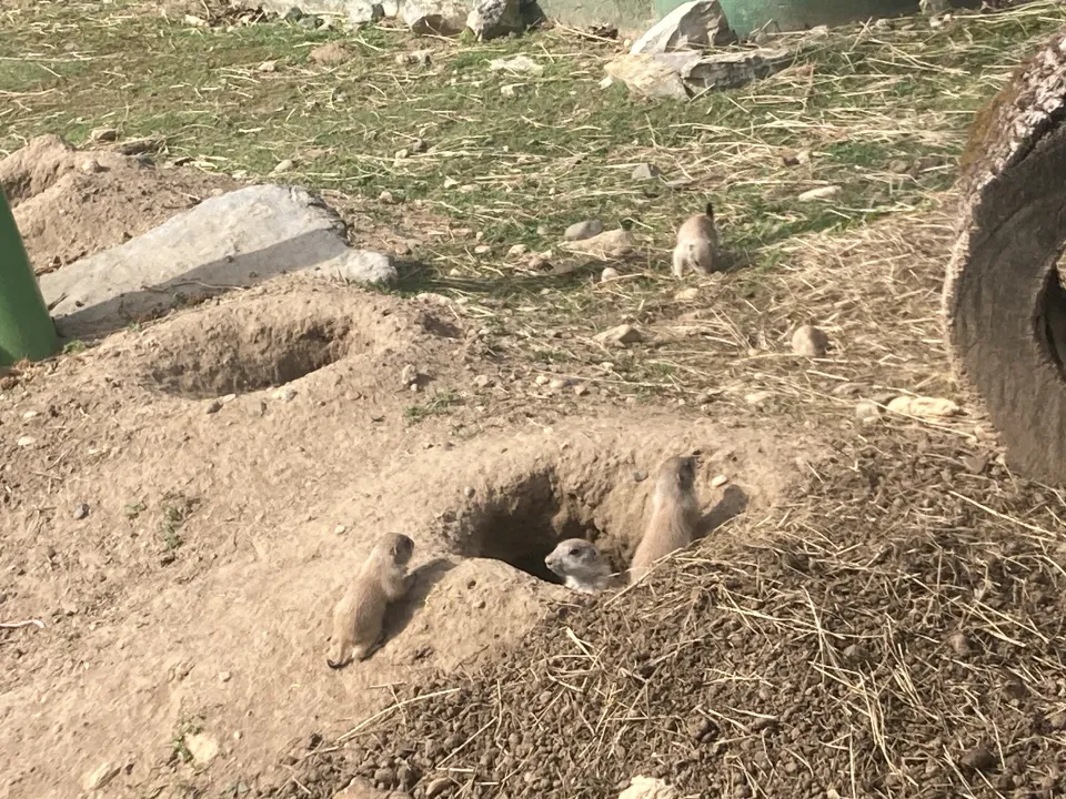 prairie dogs