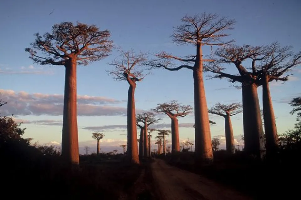 Baoabab trees from Madagscar