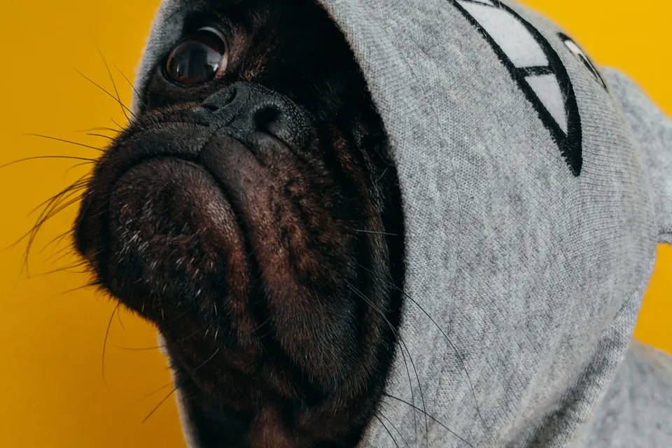 Puppy wearing a gray sweater hood over its head