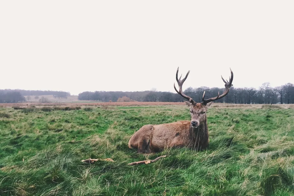 deer in field