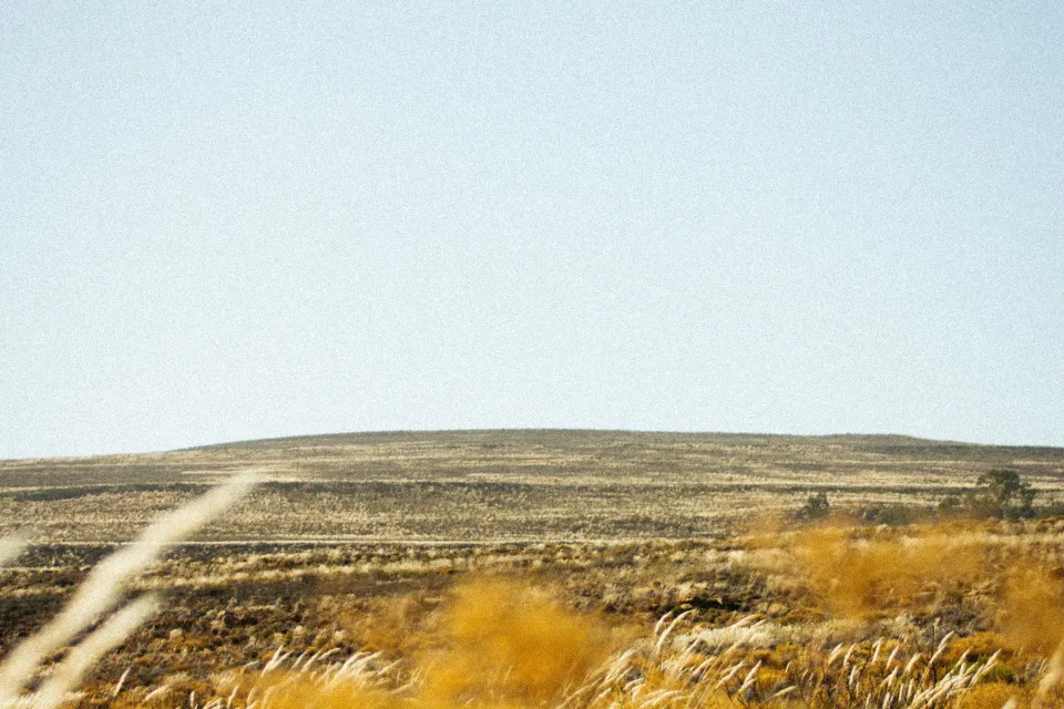 field of wheat