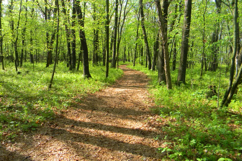Trail in the woods Oxbow Park