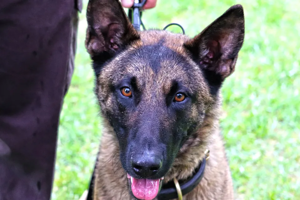 Deputy Nick Heimer and his partner K9 Ranger K9 Graduation