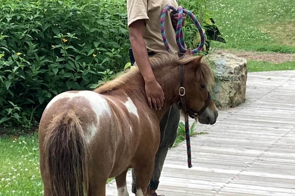 Soni and Mini Horse at Oxbow Park