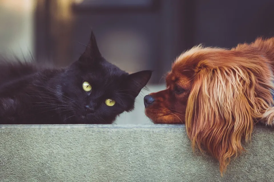 dog and cat lay on a cement step