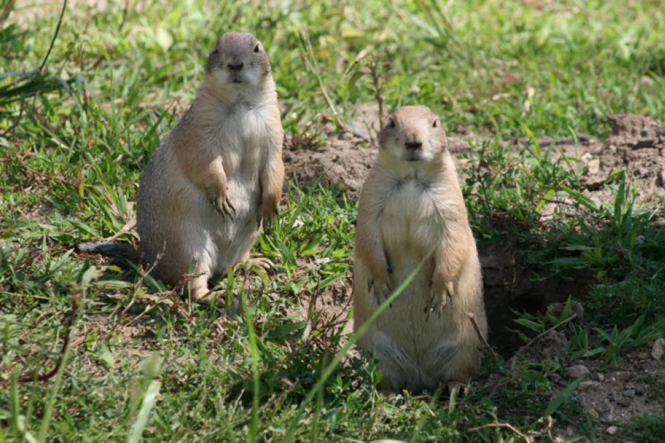 Prairie Dogs
