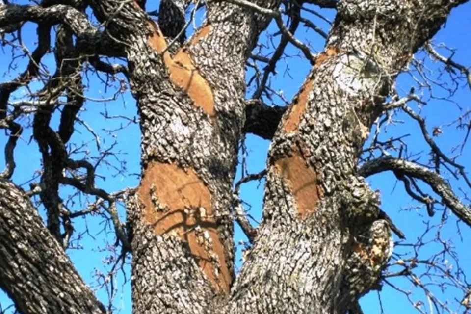 Ash Tree with disease