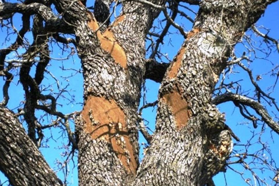 Ash Tree with disease 