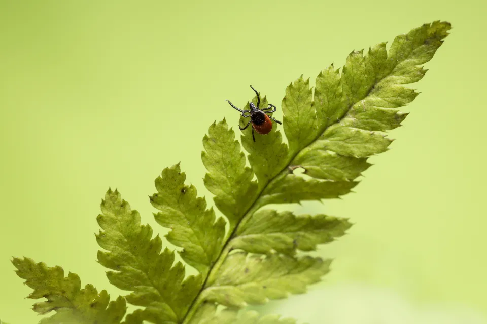 Tick on a fern branch