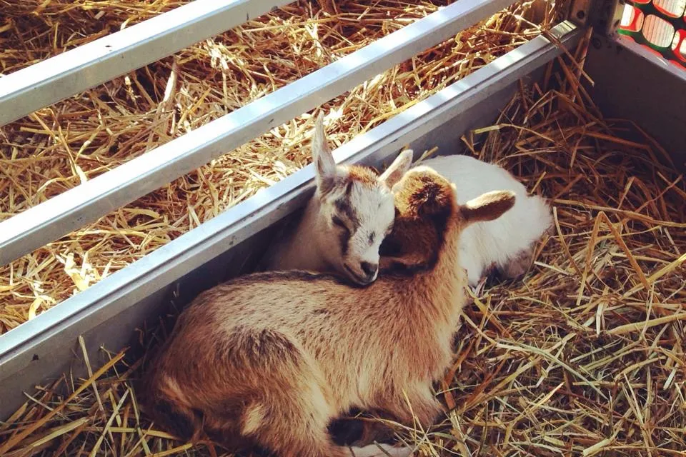 Two goats laying in a pen