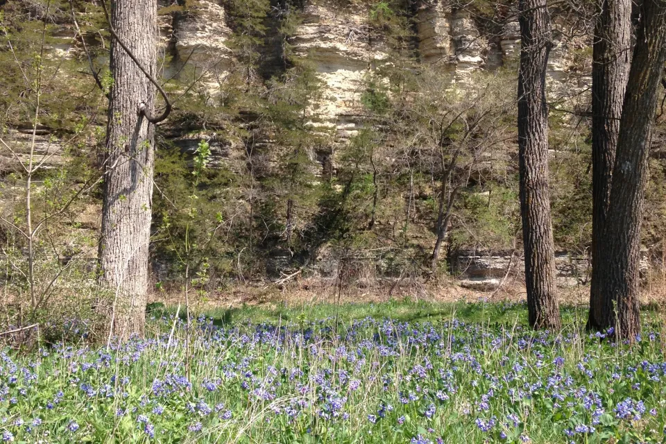 Nature for Health Spring Photo