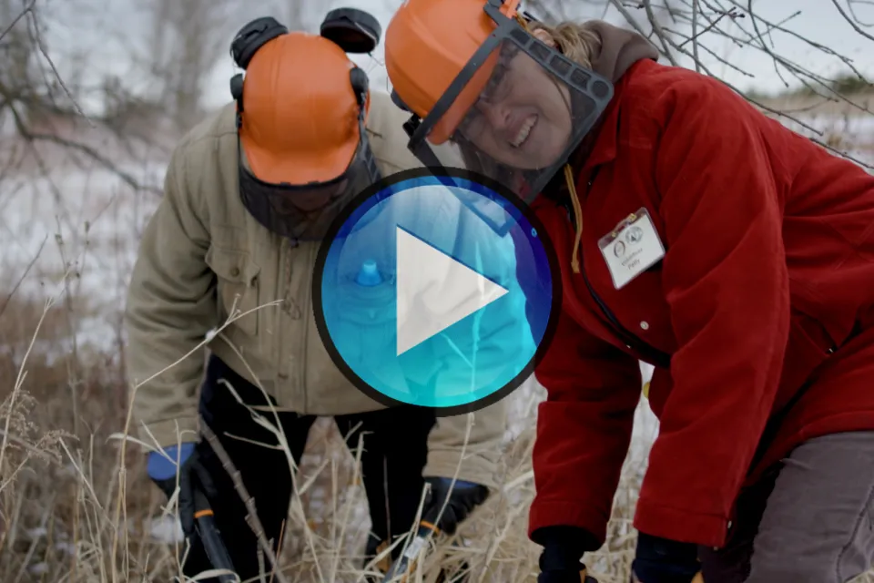 Two people clipping invasive weeds.