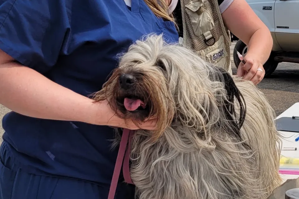 A dog receives a rabies vaccine at a clinic held outdoors.