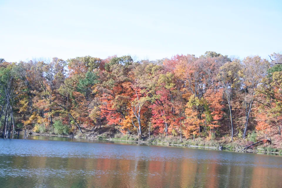 Fall trees by the water