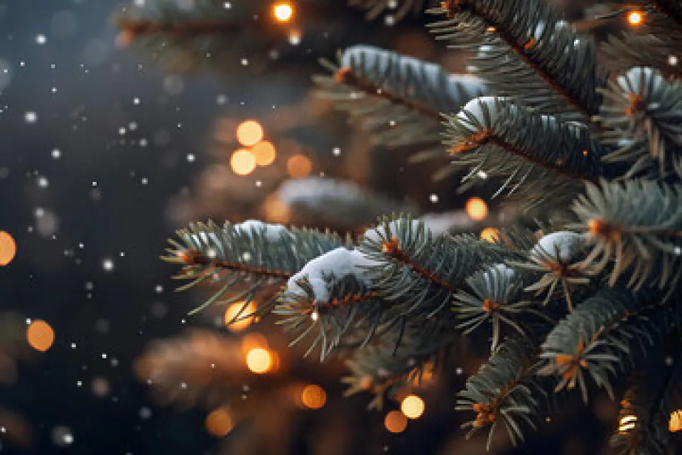 Snow falls and collects on the branches of a pine tree with twinkling lights shining in the background.