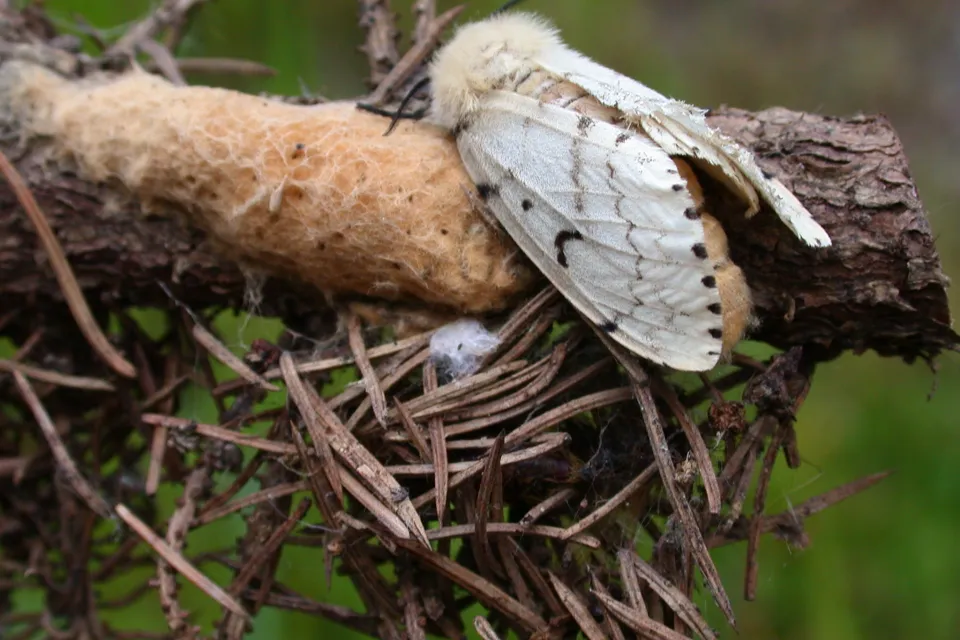 Female spongy moth and egg mass