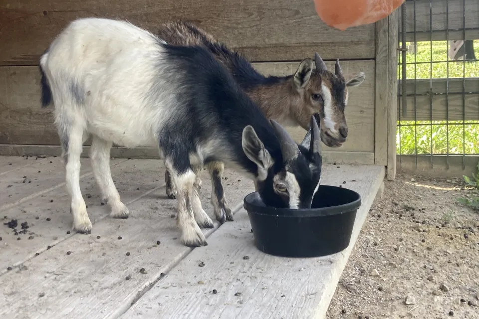 new goats at Oxbow park